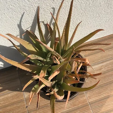 Privat Tropical House With Jacuzzi Nyaraló